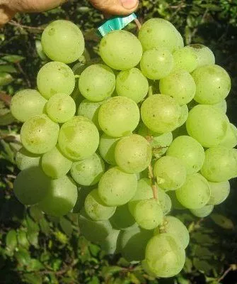 сорт винограда Талисман