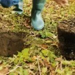 Посадка дерева