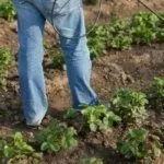 Борьба с вредителями