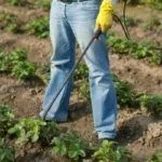 Опрыскивание клубники