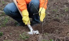 Посадка облепихи