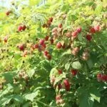 Сорт малины Глен Ампл