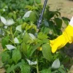 Обработка малины