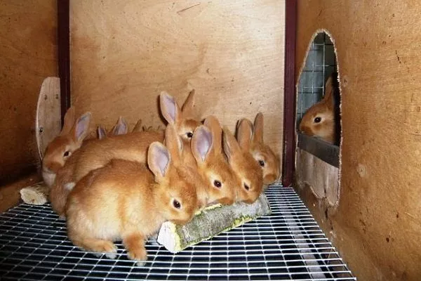 Кора для крольчат