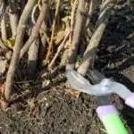 Обрезка смородины