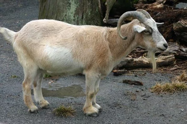 Камерунская порода коз
