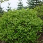 Куст "Волхова"