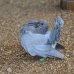 Голубята-павлины