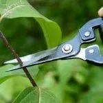 Способ размножения