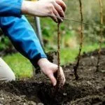 Посадка малины