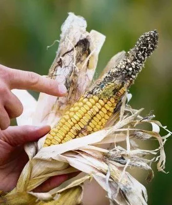 Болезнь кукурузы