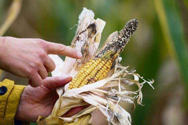 Болезнь кукурузы