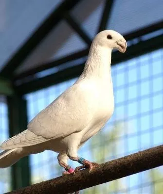 Немецкие выставочные голуби