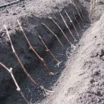 Саженцы винограда