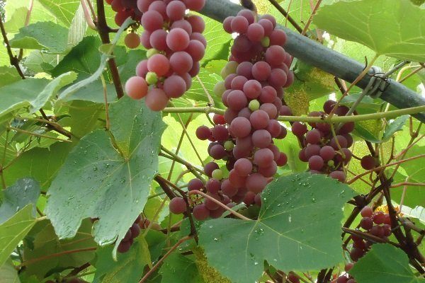 Виноград Лидия: описание сорта, фото, посадка, уход и отзывы