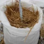 Подготовка абрикосы к зиме