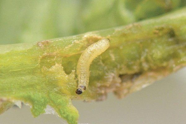 af suo cabbage stem flea beetle larva