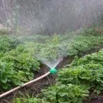 Полив клубники