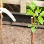 Черенкование малины