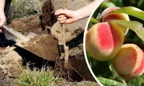 Посадка персика