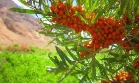 Облепиха крушиновидная