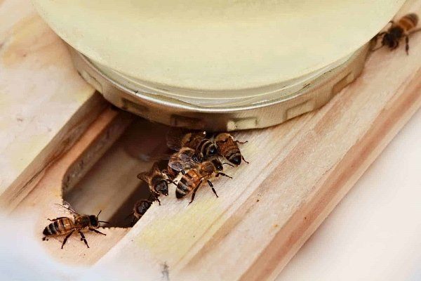 Виды и типы кормушек для пчел и их особенности