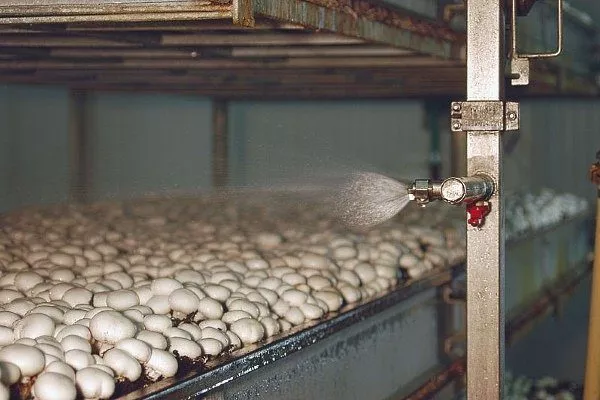 Производство грибов: условия и оборудование. Перспективы выращивания грибов