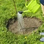 Полив дерева