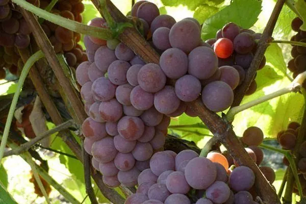 Технические сорта винограда: описание, фото, характеристики иагротехнические особенности
