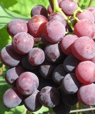 Сорт винограда Рошфор