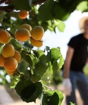 Выращивание абрикоса