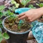 Обработка клубники