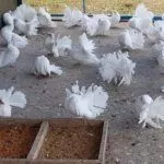 Содержание голубей-павлинов