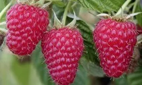 Малина Гусар