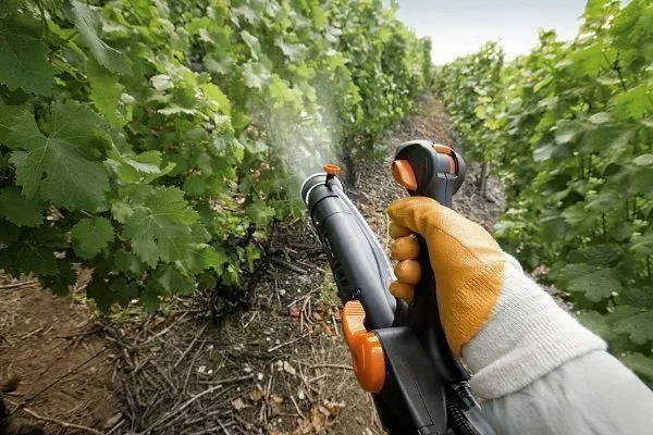 Опрыскивание винограда