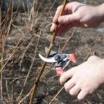 Обрезка куста