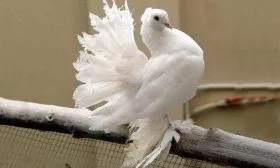 Белый голубь «павлин»