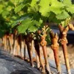 Саженцы винограда
