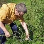 Обрезка крыжовника