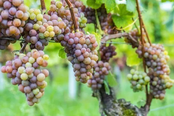 Виноград Кишмиш: описание, лучшие сорта, достоинства и недостатки,выращивание, отзывы