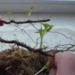 Отпрыски малины