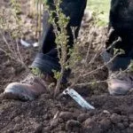 Посадка крыжовника