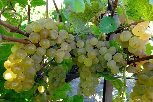 Технические сорта винограда: описание, фото, характеристики иагротехнические особенности
