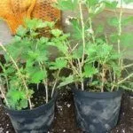 Саженцы крыжовника