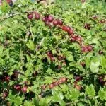 Крыжовник Командор