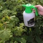 Обработка смородины