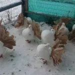 Голуби-павлины