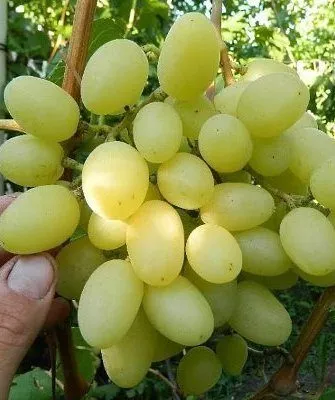 Сорт винограда "Ландыш"