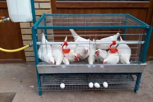 Как построить клетку для цыплят бройлеров своими руками