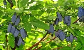 Сорт жимолости Морена